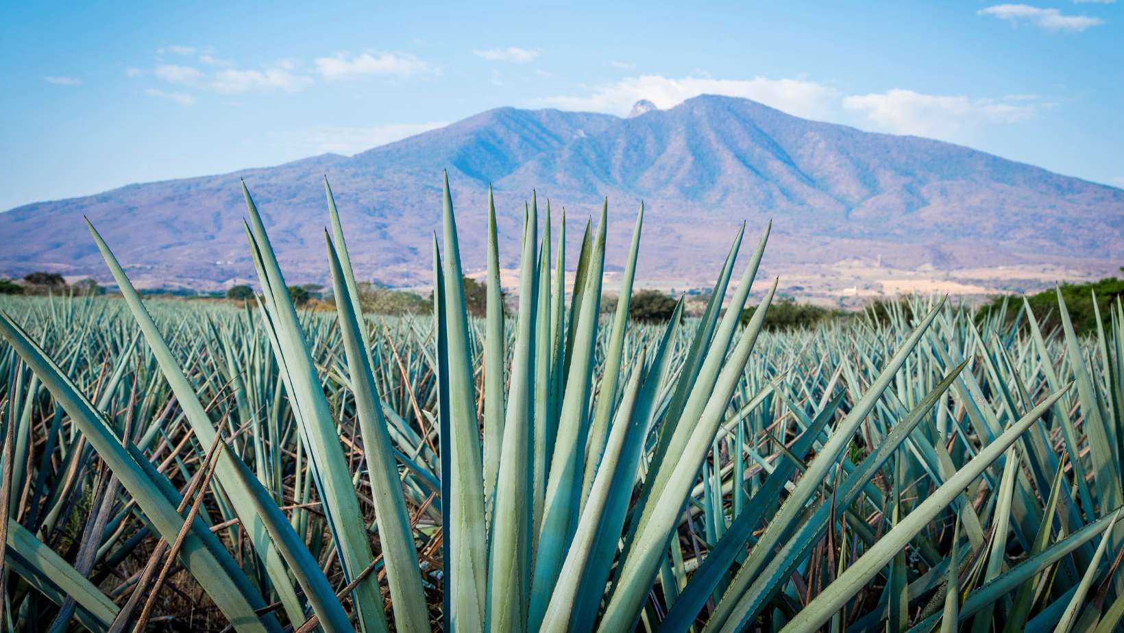 agave-super-bloom