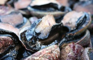 Abalones-close-up