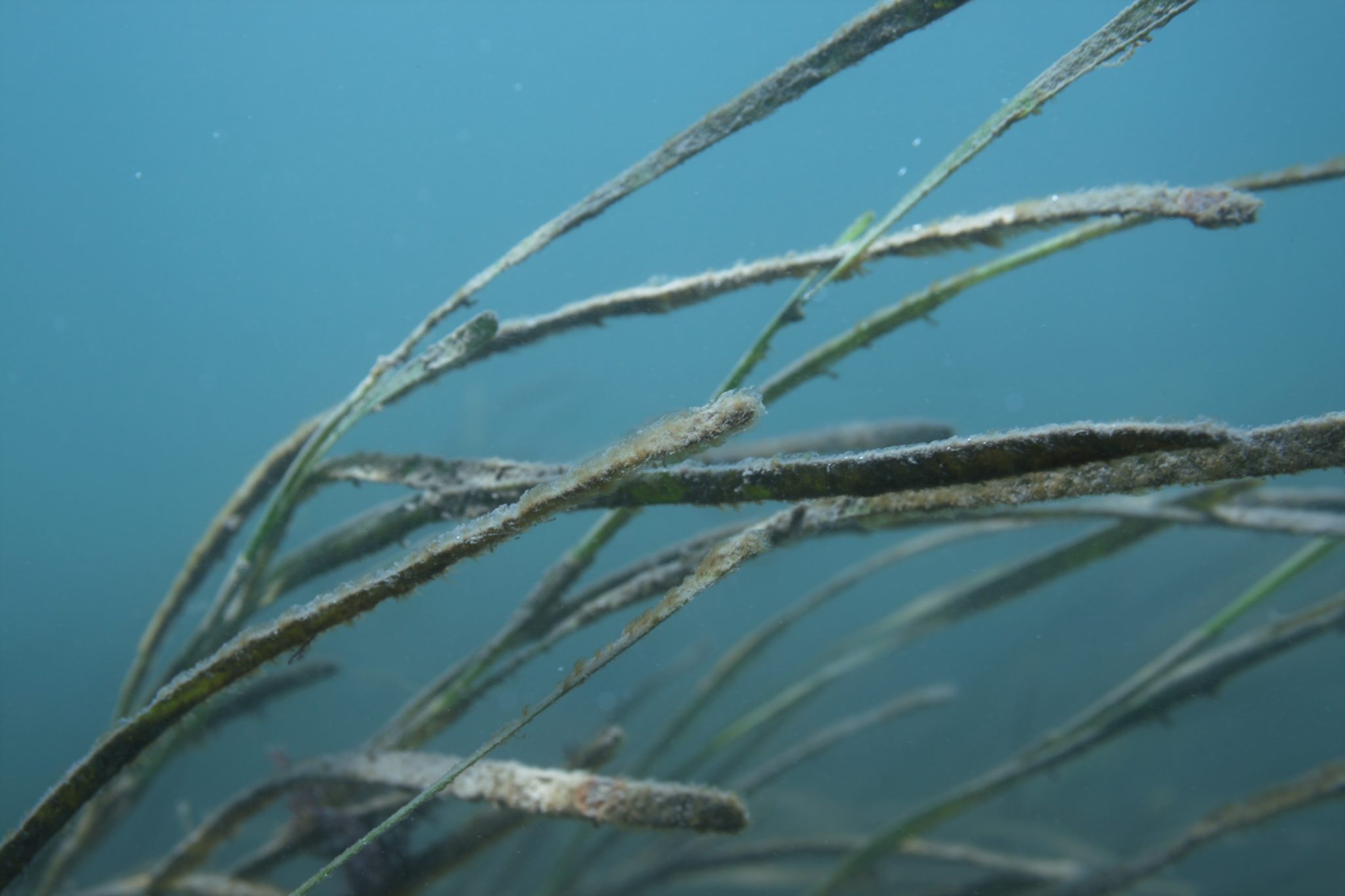 Why is Eelgrass Important Section Image