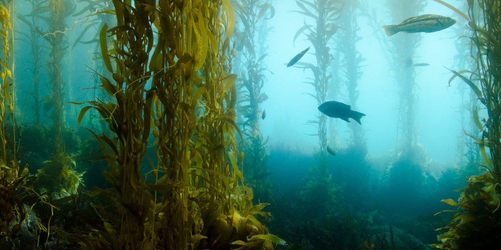 Kelp Reforestation Program Orange County Coastkeeper