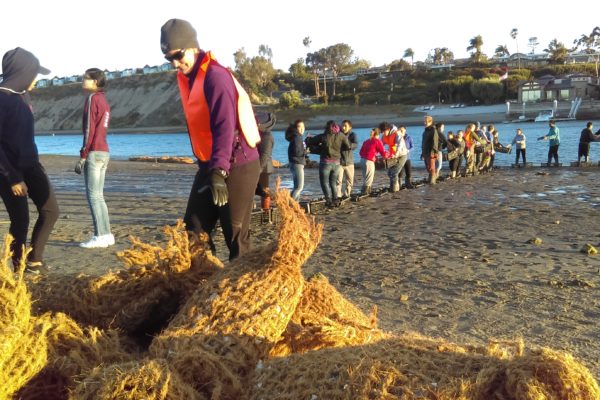 Oyster bed building at De Anza E Martinez