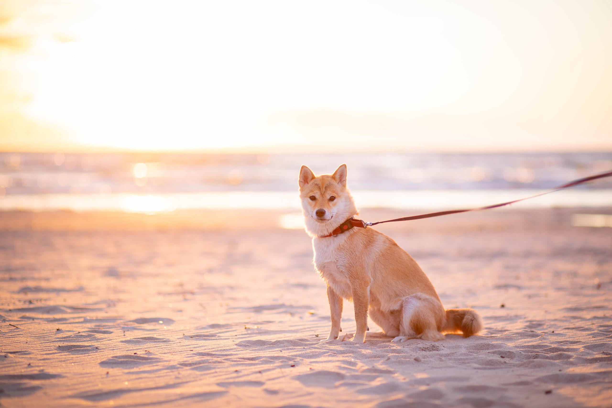 are beaches safe for dogs