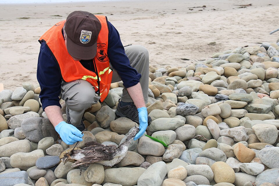 PHOTO: USFWS biologist inspects dead bird for signs of oil at San Buenaventura State Beach in Ventura, California on June 12, 2015. (Credit: U.S. Fish and Wildlife Service)